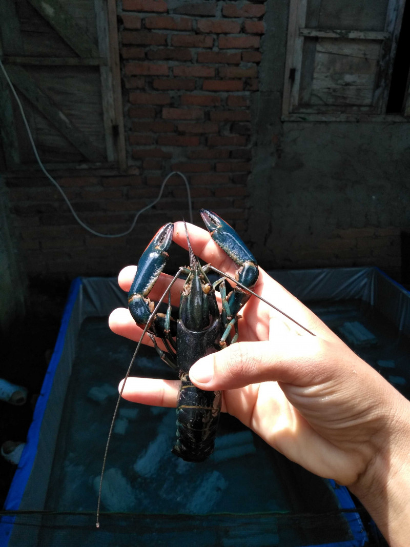 Lobster Air Tawar